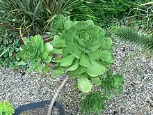 Aeonium ciliatum