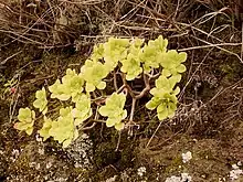 Aeonium goochiae