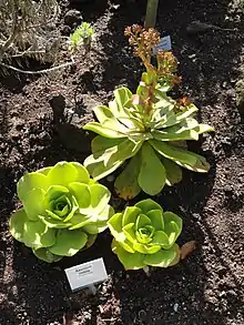 Aeonium nobile