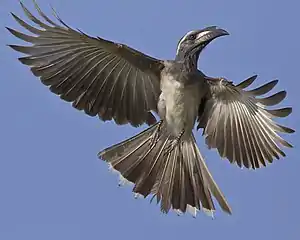 Male of the nominate race in the central Serengeti, with a ridge-like casque