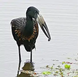 African openbill holding a snail with the tip of its bill