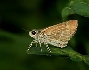 Ventral view