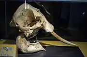 An African elephant skull in the Cleveland Museum of Natural History