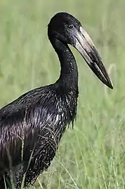 Close up of head