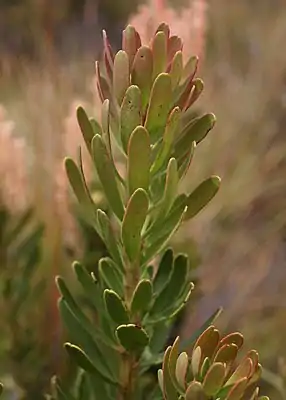 Figure 1. Morphology of Agastachys odorata leaves