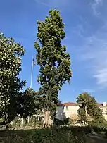 Agathis robusta in the Rose Garden