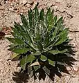 Agave schidigera cv. 'Durango Delight'