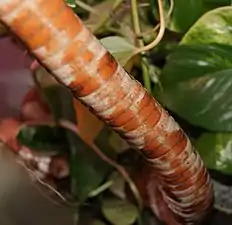 Belly or ventral view of a Broad-banded copperhead (Agkistrodon laticinctus)