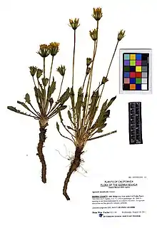 Herbarium specimen