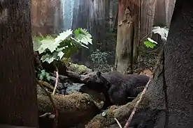 Alaskan Coastal Brown Bear, Southeast Alaska Discovery Center, Ketchikan, Alaska