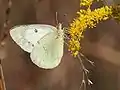 Underside of a white form female