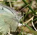 Albino female laying an egg