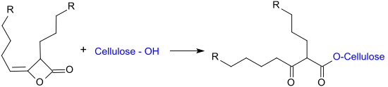 Reaktion von Alkylketendimeren (AKD) mit Cellulose