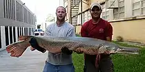 Alligator gar (Atractosteus spatula), Brazos River system, Texas (Nov. 2004).