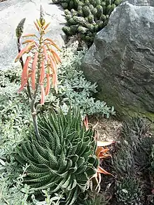 Aristaloe aristata