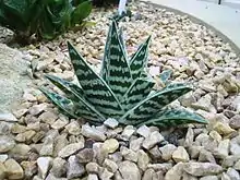 Gonialoe variegata, one parent of the hybrid.