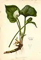 Calla palustris