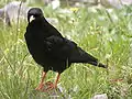 Yellow-billed choughPyrrhocorax graculus