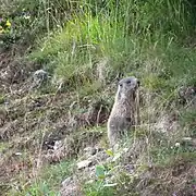 Alpine marmot in Tenna