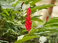 Red Ginger flowering in Malaysia