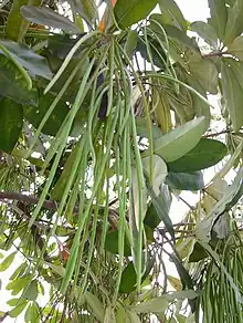 Saptaparni (Blackboard Tree, Indian Devil Tree, Chhatim in Bengali, सप्तपर्णी in Marathi, Ditabark, Milkwood Pine, White Cheesewood and Pulai) -- Alstonia scholaris