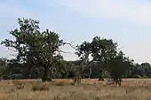 Ultimately, pasture-grown oaks, such as these pedunculate oaks in the Breite Oak Tree Reserve near Sighișoara, may form large, old solitaires. In rural landscapes, these old solitary trees are often signs of ancient silvopasture regimes.