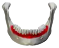 Superior area of the alveolar process on the mandible