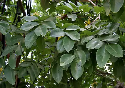 Leaves in Hyderabad, Telangana, India