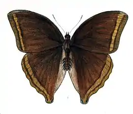 Dorsal view