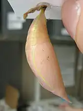 Pupa