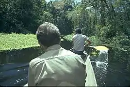 Photo of the Amazon jungle in the Lagunas District of the Alto Amazonas Province, in the Department of Loreto, in Peru. This photo was taken in 1971 while working as a Geophysical Observer in oil exploration for Petty Geophysical.