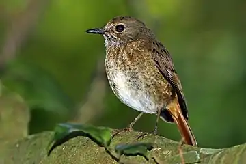 Amber mountain rock thrush, female