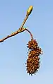 Leaf buds and fruit