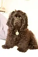 American Cocker Spaniel puppy with brown coat.