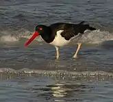 American oystercatcher(Haematopus palliatus)