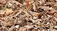 American woodcock (Scolopax minor) Essex, Ontario, Canada (March 2017)