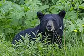 Ursus americanus, 'black bear'