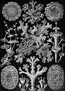 Illustration of various lichen species with diverse shapes, from circular patterns to branched and leaf-like structures, all detailed in black and white.