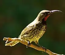 Juvenile male of the nominate race