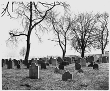 Cemetery filled many small plain headstones with simple inscriptions and two large bare trees.