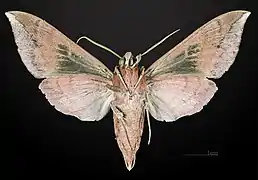 Male underside