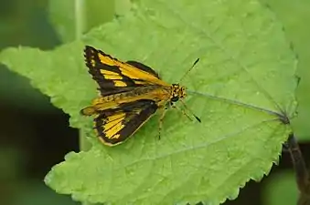 Dorsal view (male)