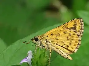 Ventral view (female)