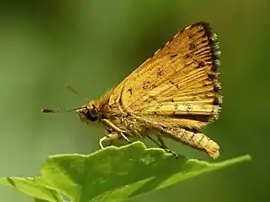 Ventral view (male)