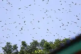 During the migration season, Pangti, Nagaland, India