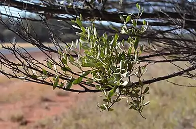 A. maidenii on mulga (Acacia aneura)