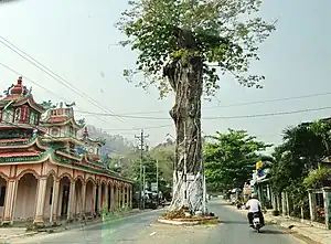 300 year old tree on Tượng Mountain, Ba Chúc town.