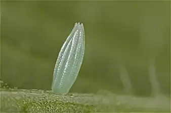 Egg