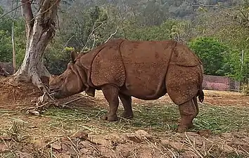 Indian rhinoceros