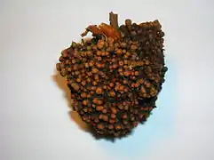 An alder root nodule